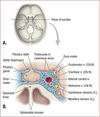 thumbs/Contents of Cavernous Sinus.jpeg.jpg